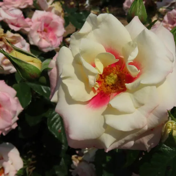 Rising_Sun_Floribunda_Garden_Rose_20_17-scaled-600x600 | ЛПХ питомник роз "ГАРАНТ"