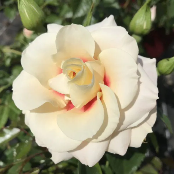 Rising_Sun_Floribunda_Garden_Rose_21_01-600x600 | ЛПХ питомник роз "ГАРАНТ"
