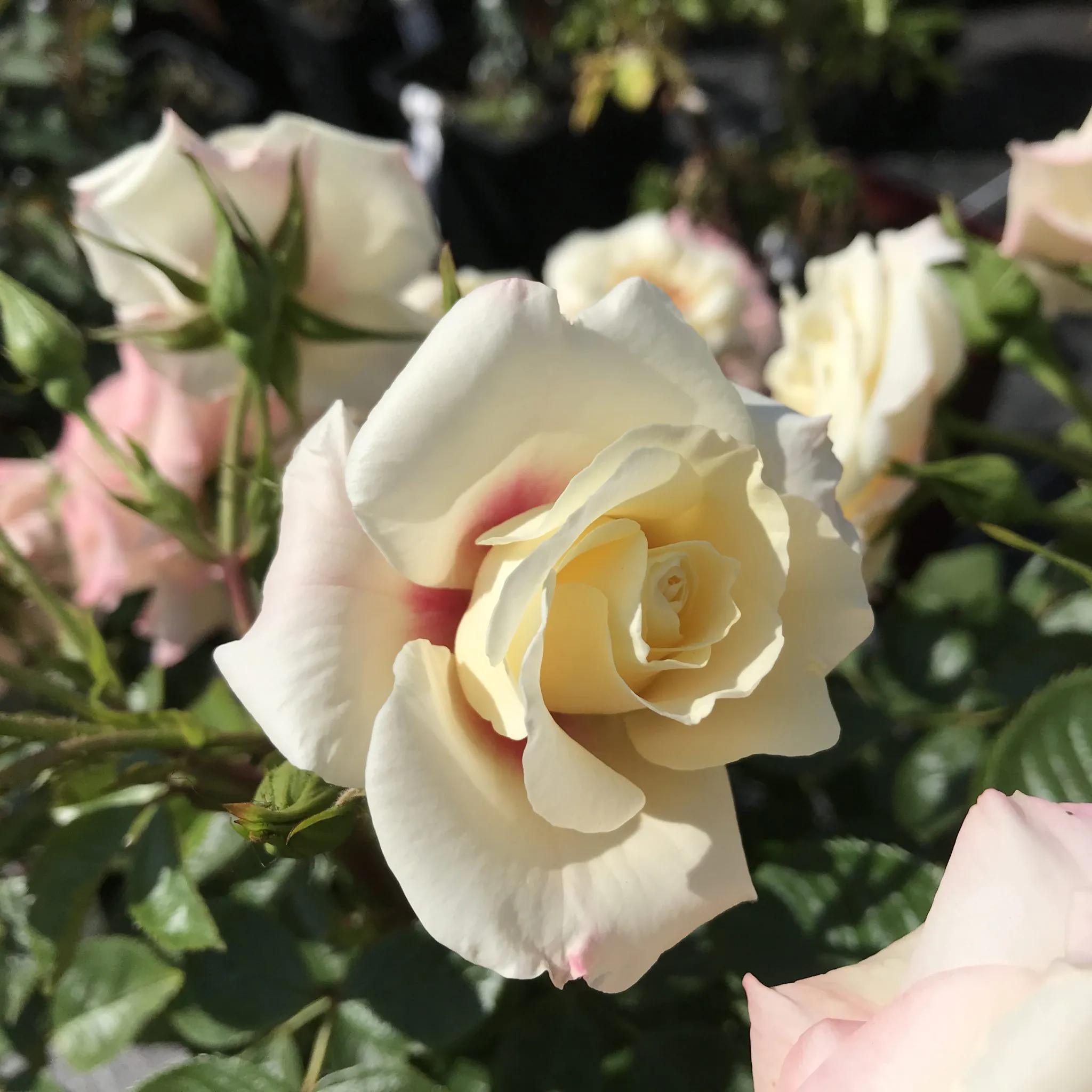 Rising_Sun_Floribunda_Garden_Rose_21_03-2048x2048 | ЛПХ питомник роз "ГАРАНТ"