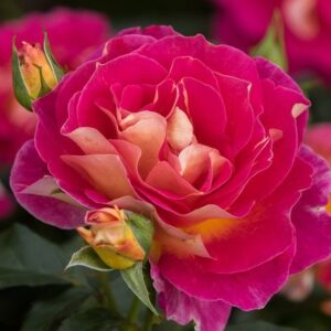 maleica-photo-big | ЛПХ питомник роз "ГАРАНТ"